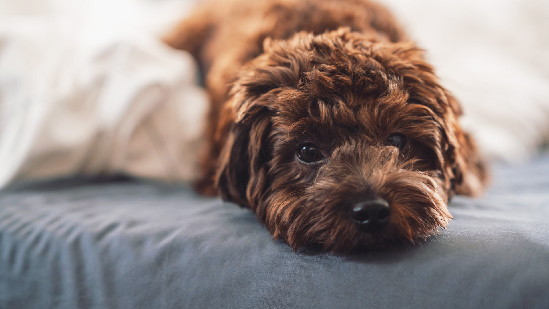 Irán busca prohibir mascotas por “peligrosas” e “impuras”