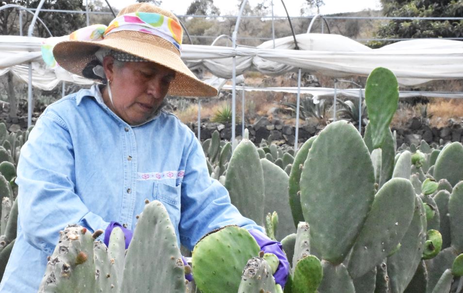El hambre, la pandemia en América Latina que se suma al COVID-19