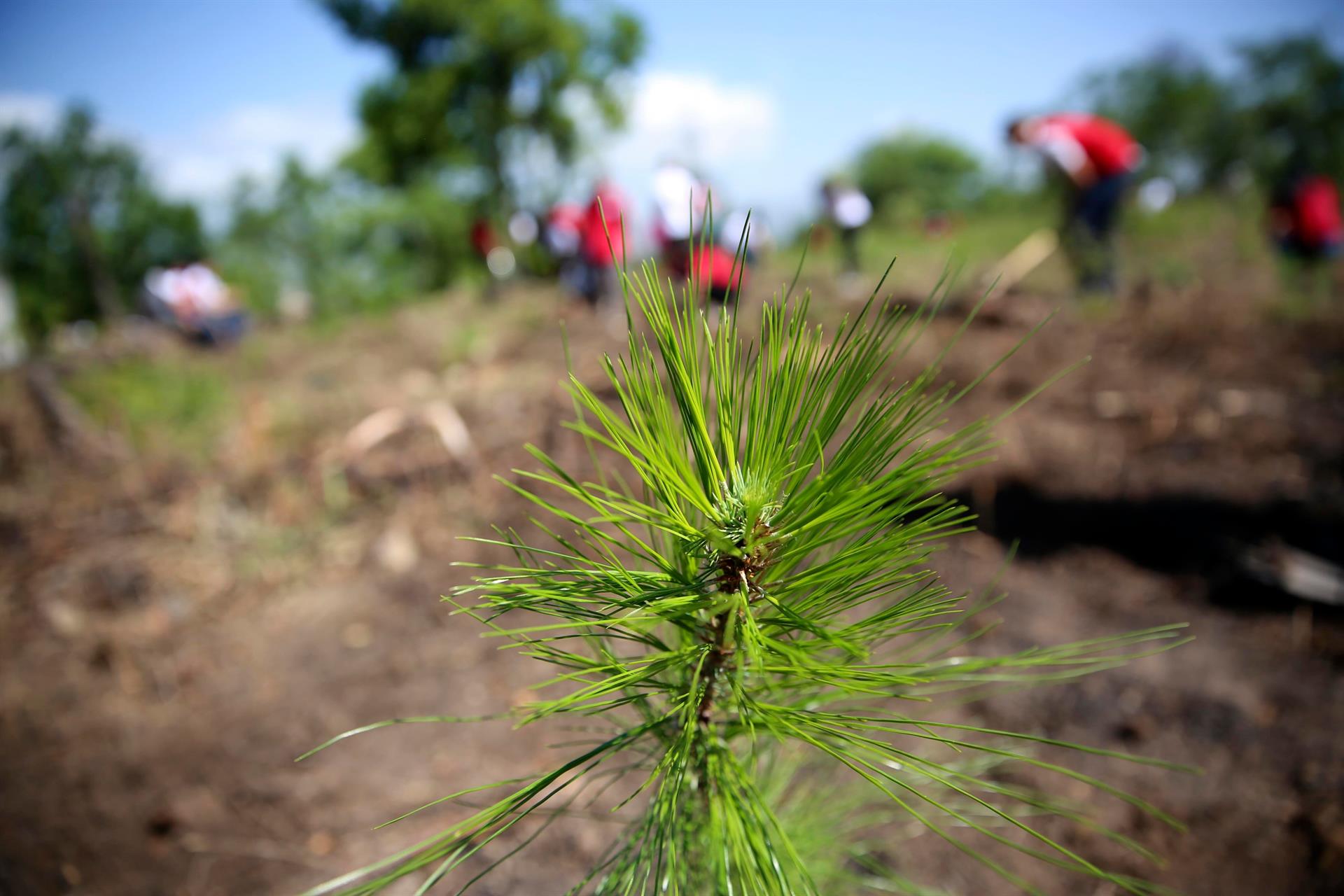 Canadá prevé plantar 2 mil millones de árboles para combatir crisis climática