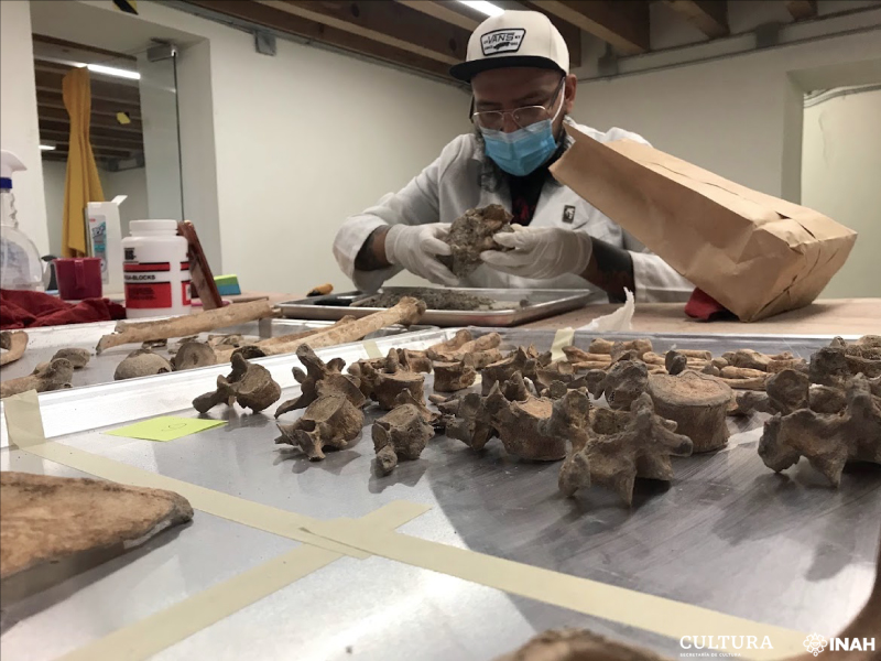 Localizan 17 entierros del siglo 19 frente al panteón San Fernando