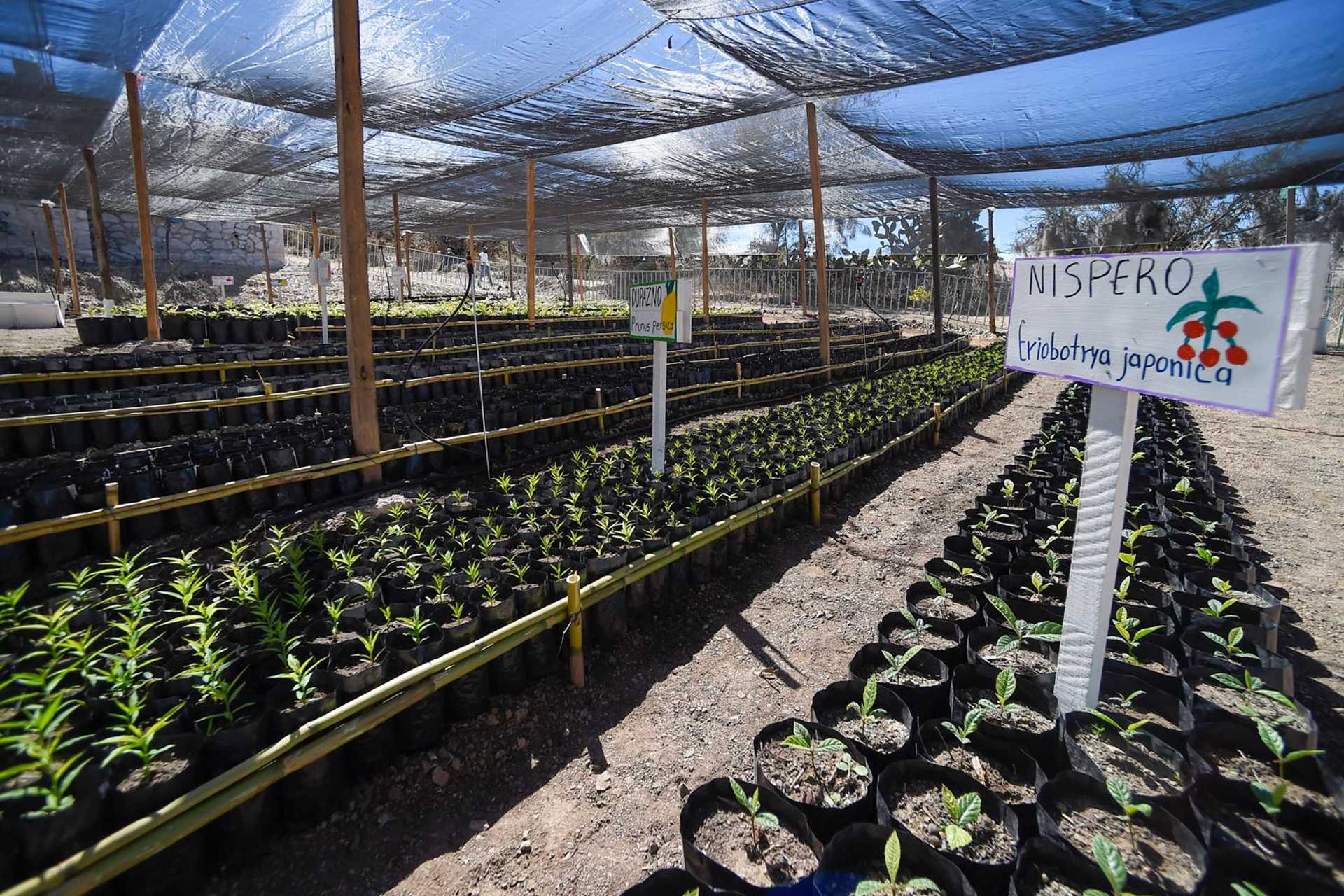 Presupuesto de programas sociales para 2022 incrementará 30%; serán más de 445 mil mdp