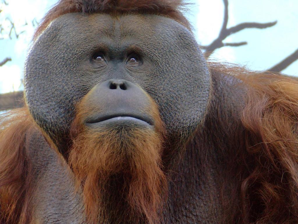 Murió el orangután ‘Toto’ del Zoológico de Chapultepec