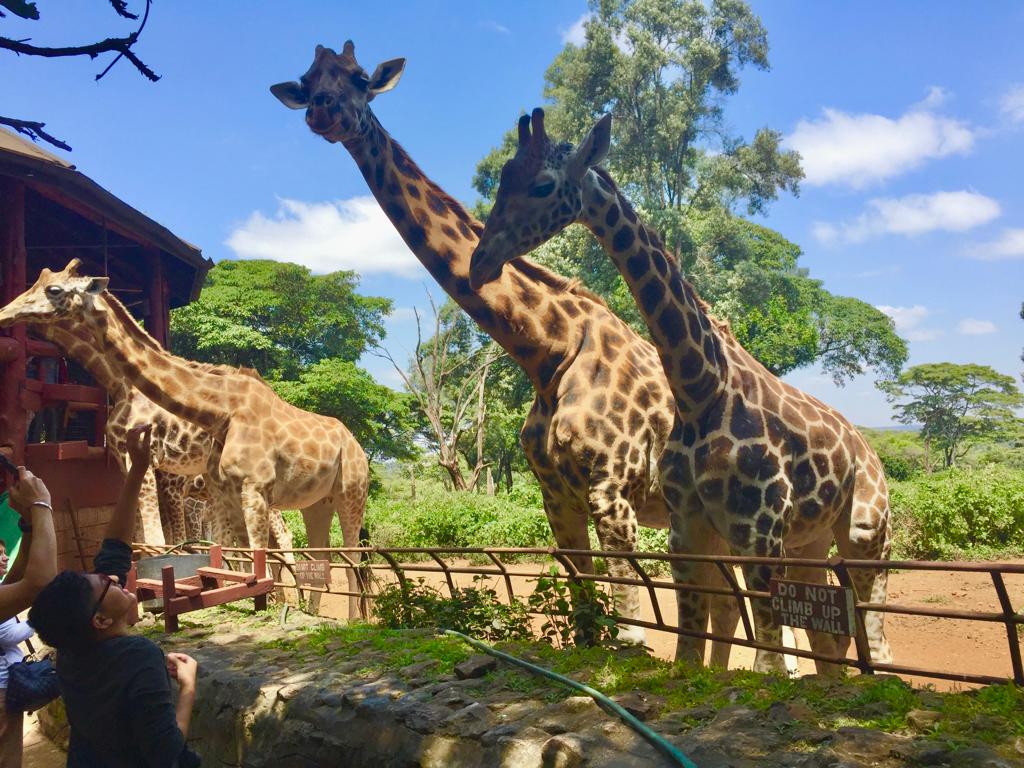 El animal más alto del planeta se encuentra en peligro de extinción