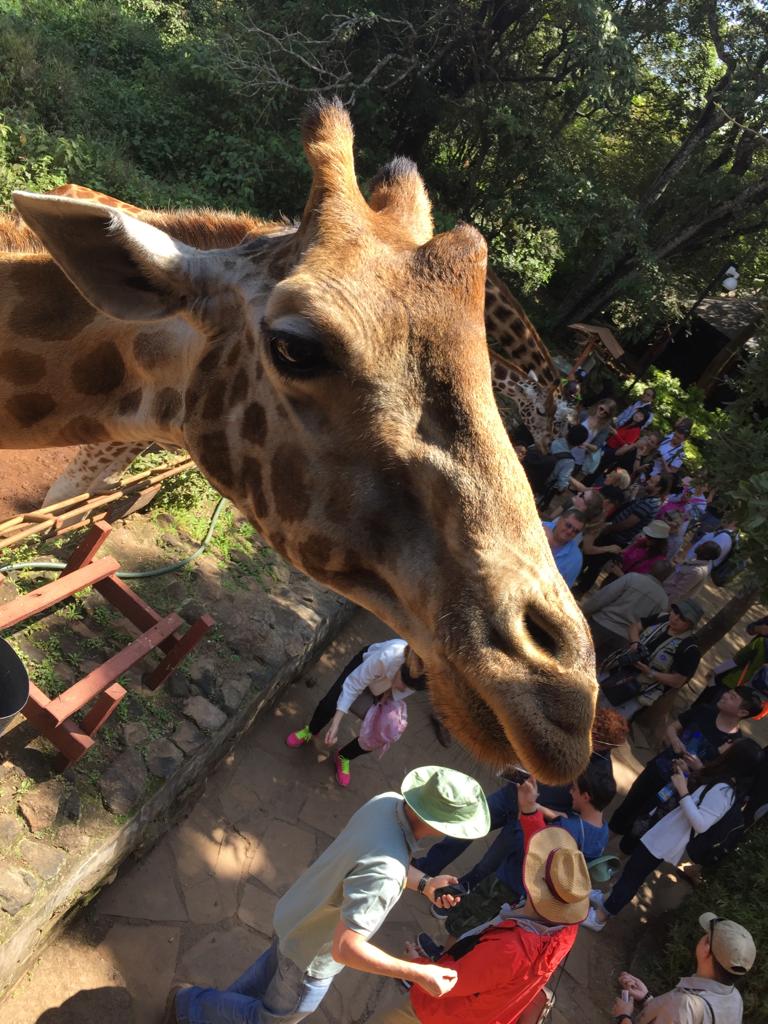 El animal más alto del planeta se encuentra en peligro de extinción - 4