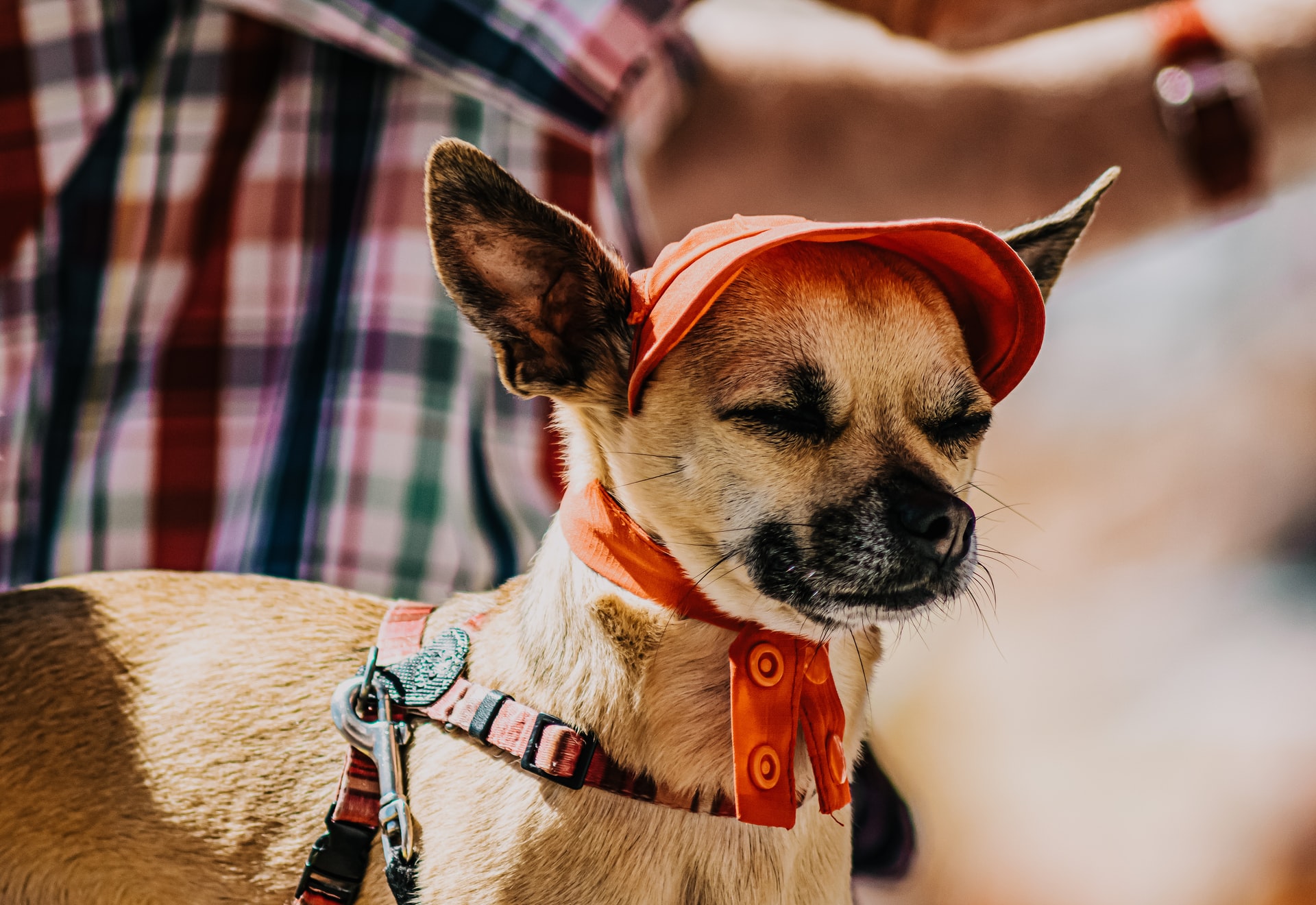 Mascotas en España serán jurídicamente miembros de la familia Mascotas en España serán jurídicamente miembros de la familia