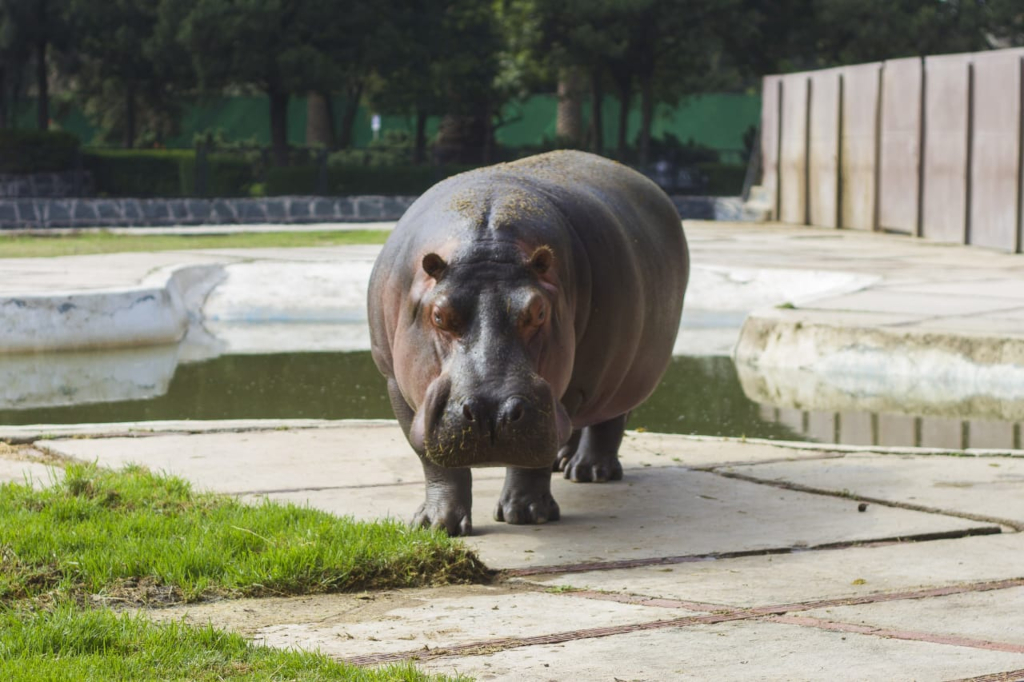 Murió Inés, la hipopótama más longeva de los zoológicos de CDMX - hipopotama-ines-del-zoologico-de-san-juan-de-aragon