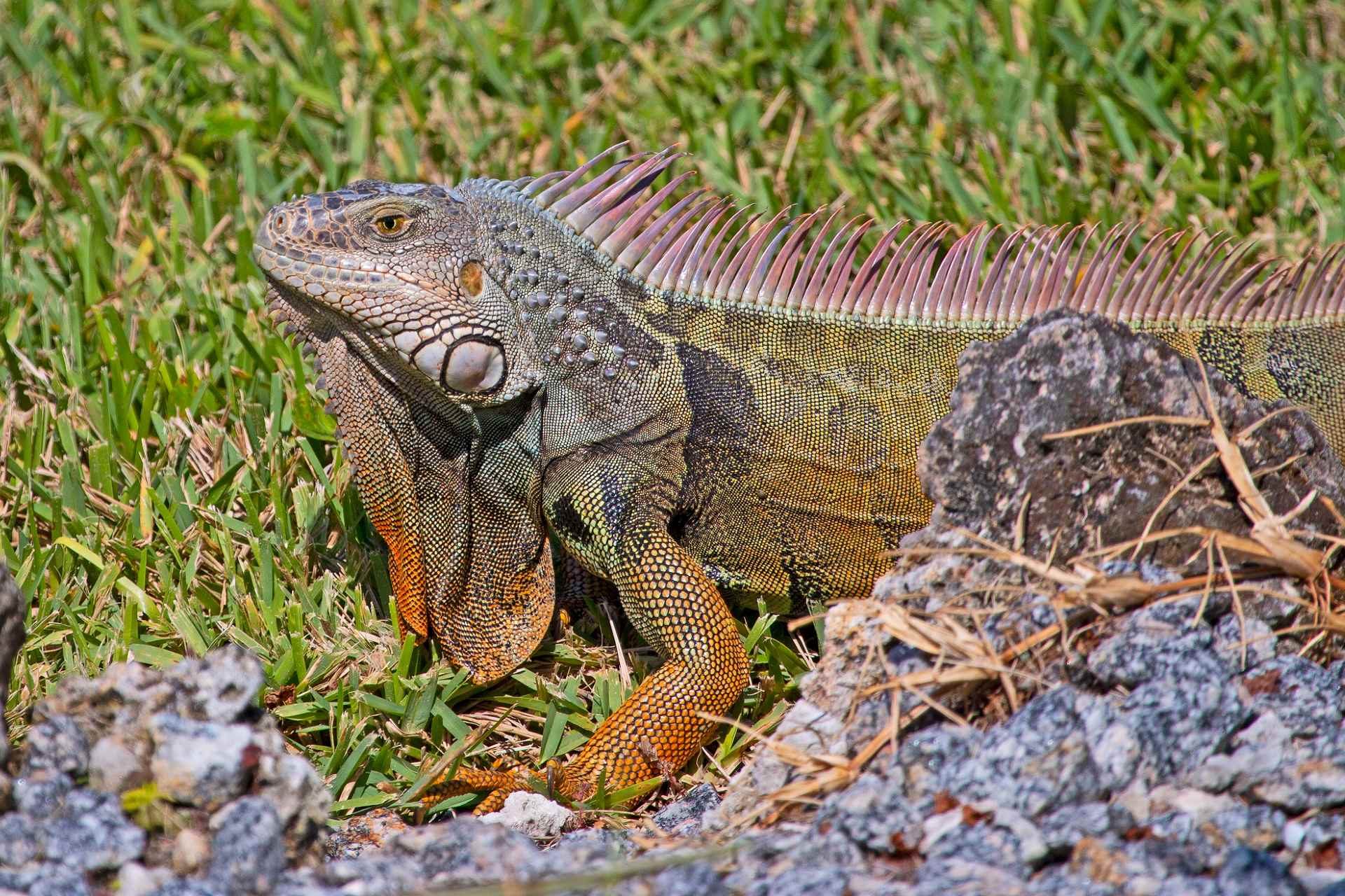 Advierten sobre “lluvia” de iguanas verdes en Florida por bajas temperaturas