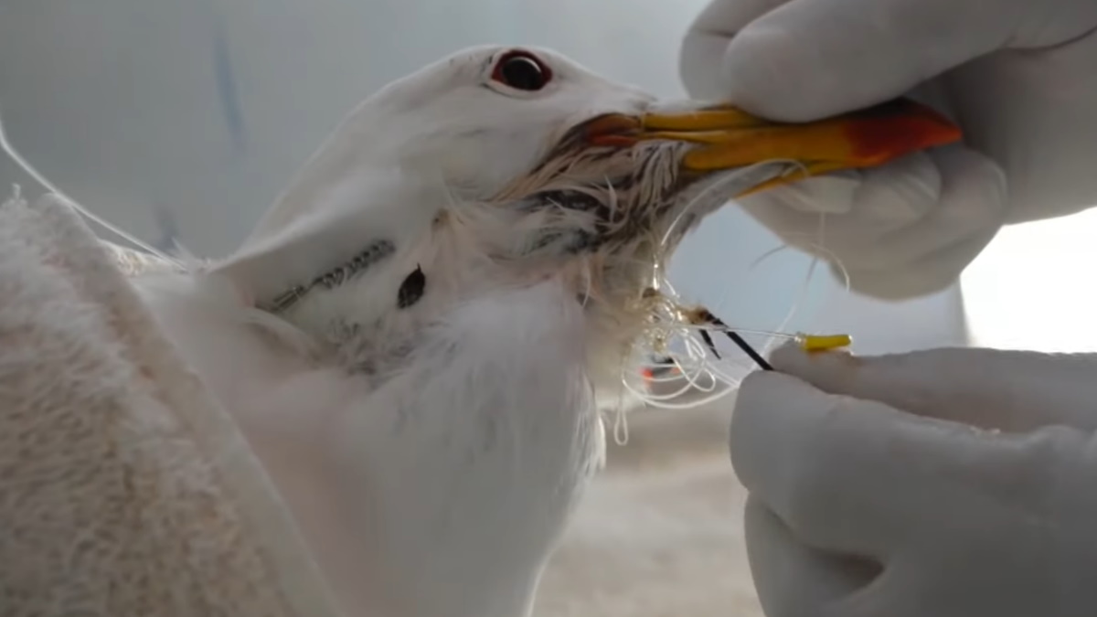 Animales de la costa bonaerense en peligro por los residuos plásticos