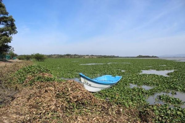 Buscan reducir aparición de lirio acuático en presa Ignacio Allende - lirio-acuatico-en-presa1