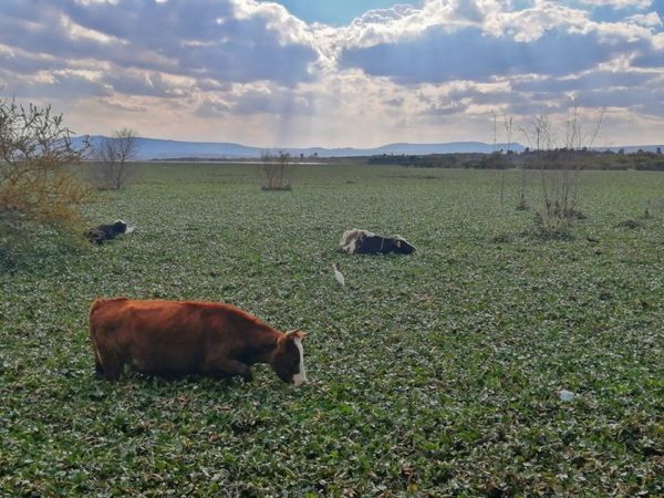 Buscan reducir aparición de lirio acuático en presa Ignacio Allende