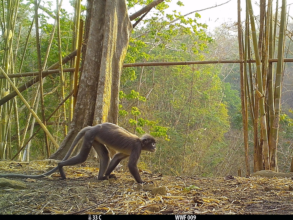 Un mono con ojeras blancas, entre las 224 especies descubiertas en el Mekong