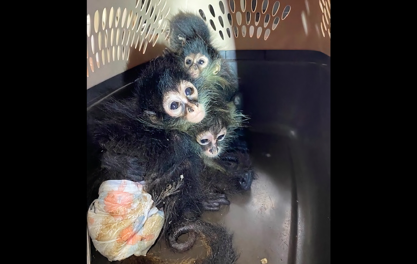 Localizan 4 monos araña durante inspección en el Puente Internacional de Progreso, Texas