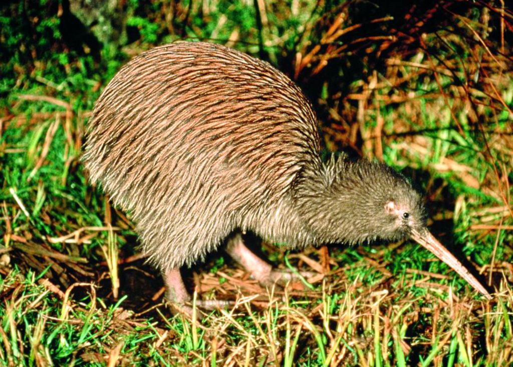 El kiwi y sus cuatro significados, por Ivonne Frid