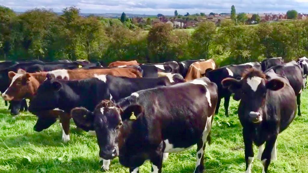 El kiwi y sus cuatro significados, por Ivonne Frid - n6