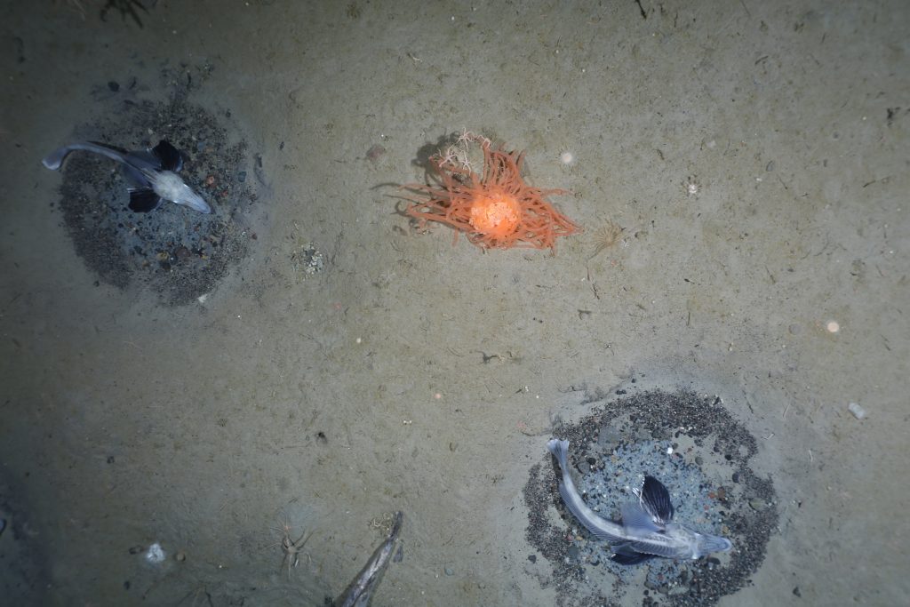 Hallan colonia con 60 millones de nidos de peces en la Antártida - nidos-peces-hielo-antartida-2-1024x683