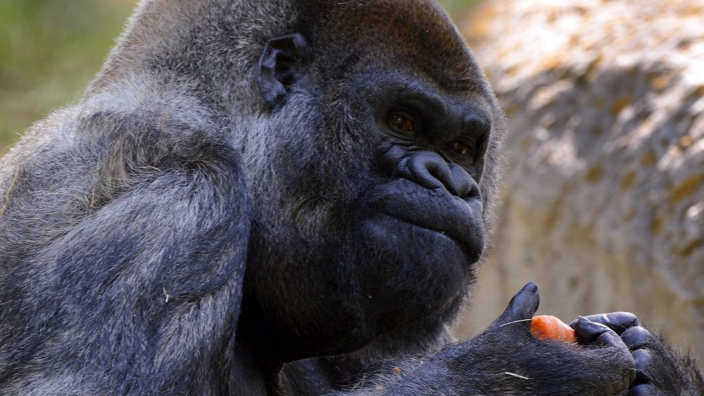 Murió el gorila macho más viejo del mundo a los 61 años en el zoológico de Atlanta - ozzie-el-gorila-macho-mas-viejo-del-mundo-atlanta-2-1024x576