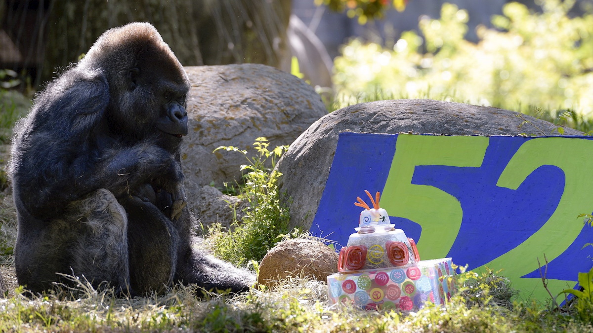 Murió el gorila macho más viejo del mundo a los 61 años en el zoológico de Atlanta