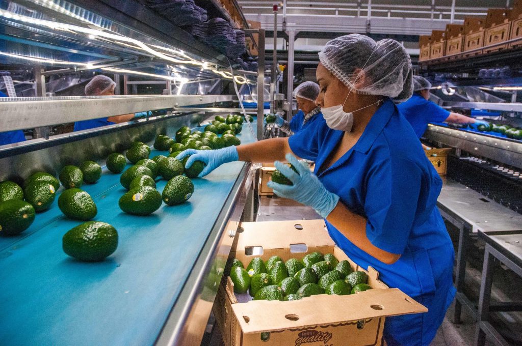 Valor de las exportaciones agroalimentarias de México, en el nivel más alto en 29 años - produccion-de-aguacate-en-mexico-1024x680