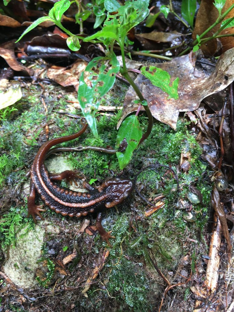 Un mono con ojeras blancas, entre las 224 especies descubiertas en el Mekong - tylototriton-phukhaensis-768x1024