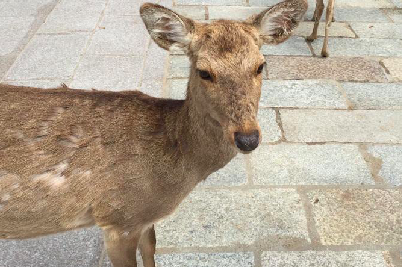 Convive con más de mil ciervos en el Parque Nara, Japón