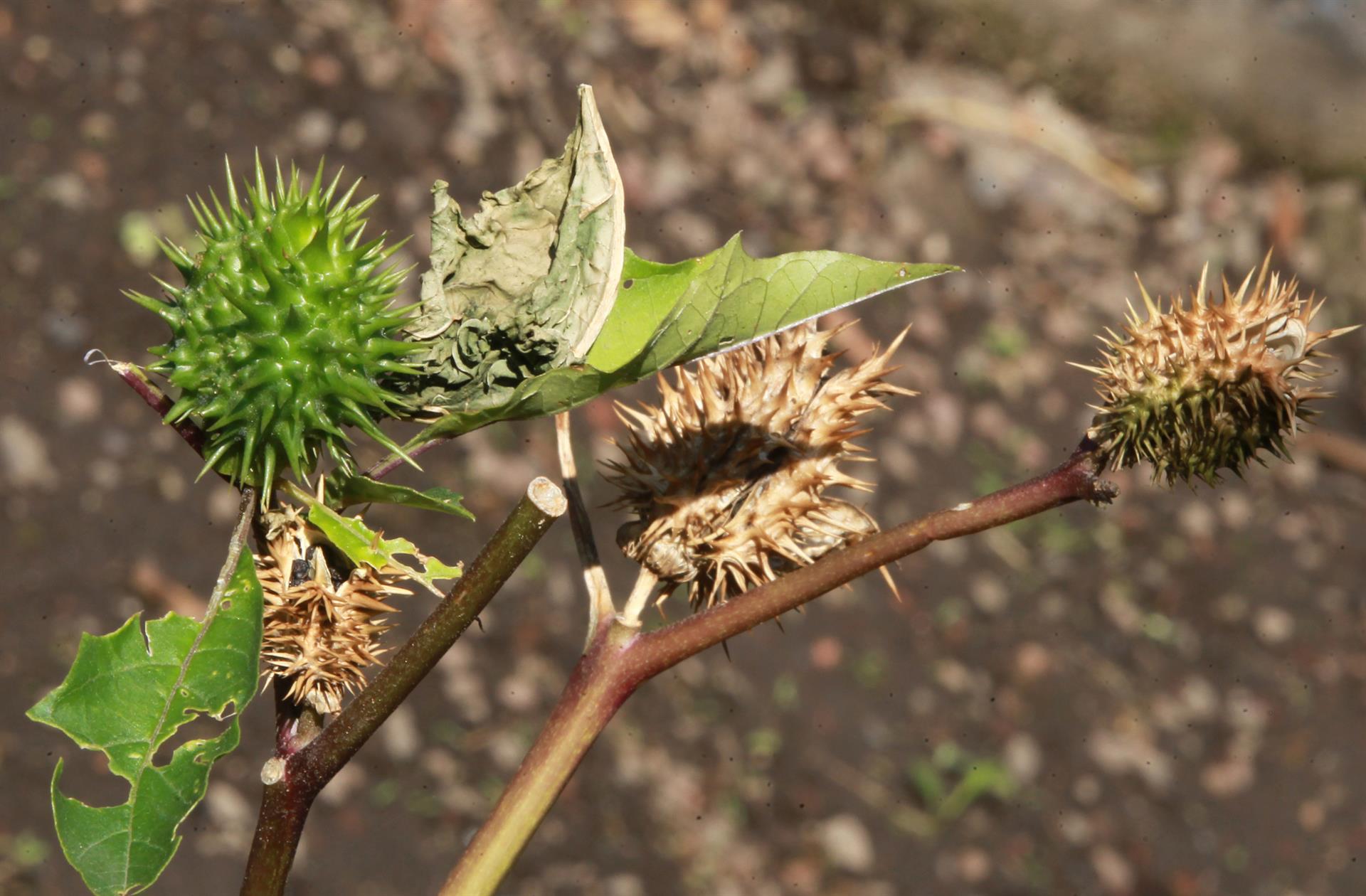 México, segundo lugar mundial en el registro de plantas medicinales México, segundo lugar mundial en el registro de plantas medicinales