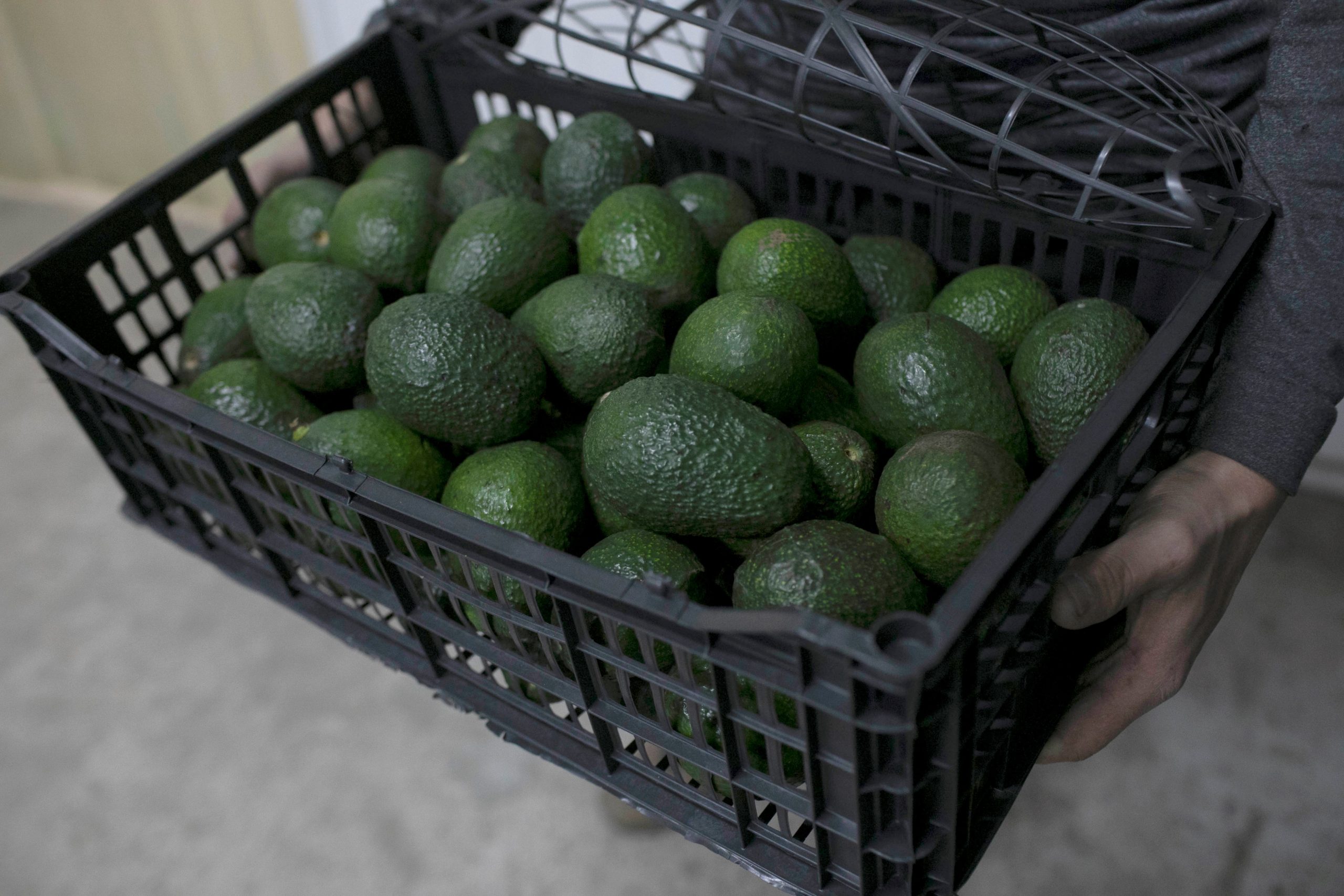 Aguacate mexicano, contra las cuerdas en EE.UU. por inseguridad en Michoacán
