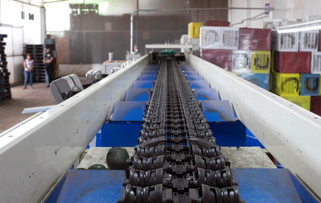 Aguacate mexicano, contra las cuerdas en EE.UU. por inseguridad en Michoacán - aguacate-mexico-michoacan-2-1024x649