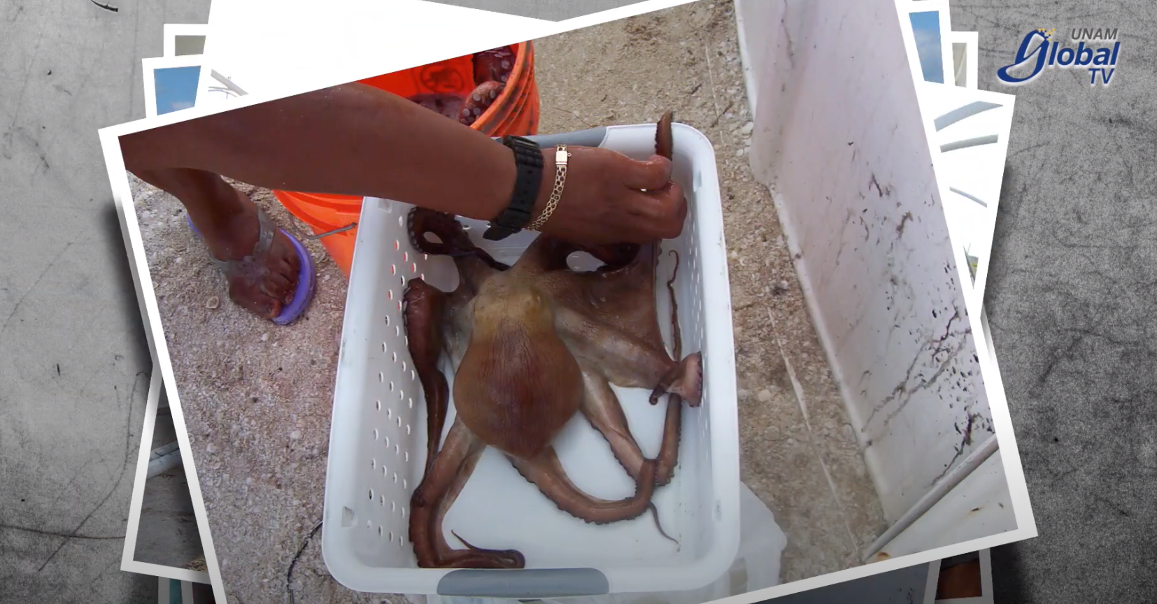 Una granja de pulpos