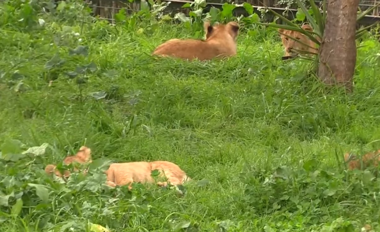 Cinco pequeños leones del Atlas, la nueva atracción del zoo de Rabat