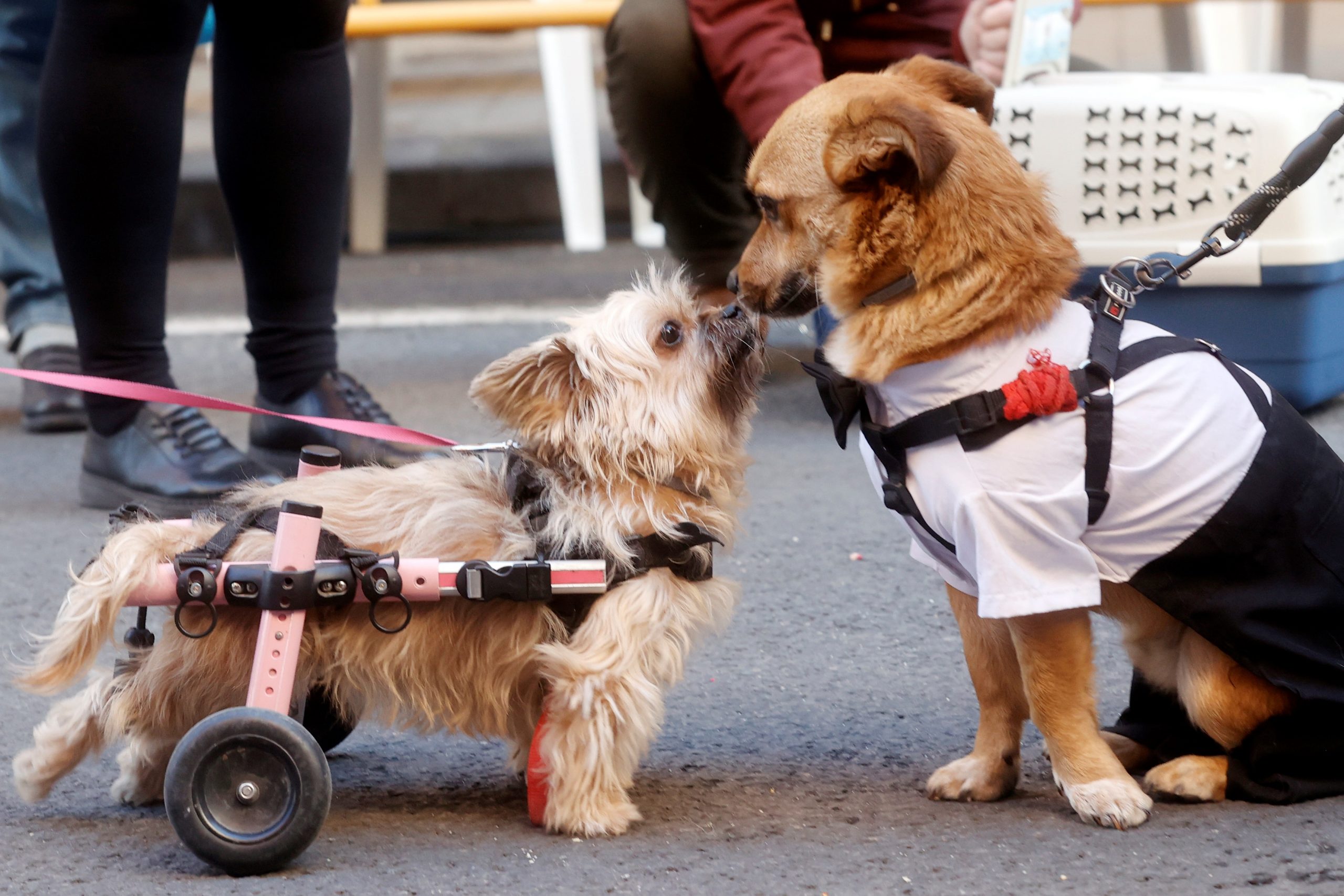 Perros reaccionan de manera similar al duelo por otro perro