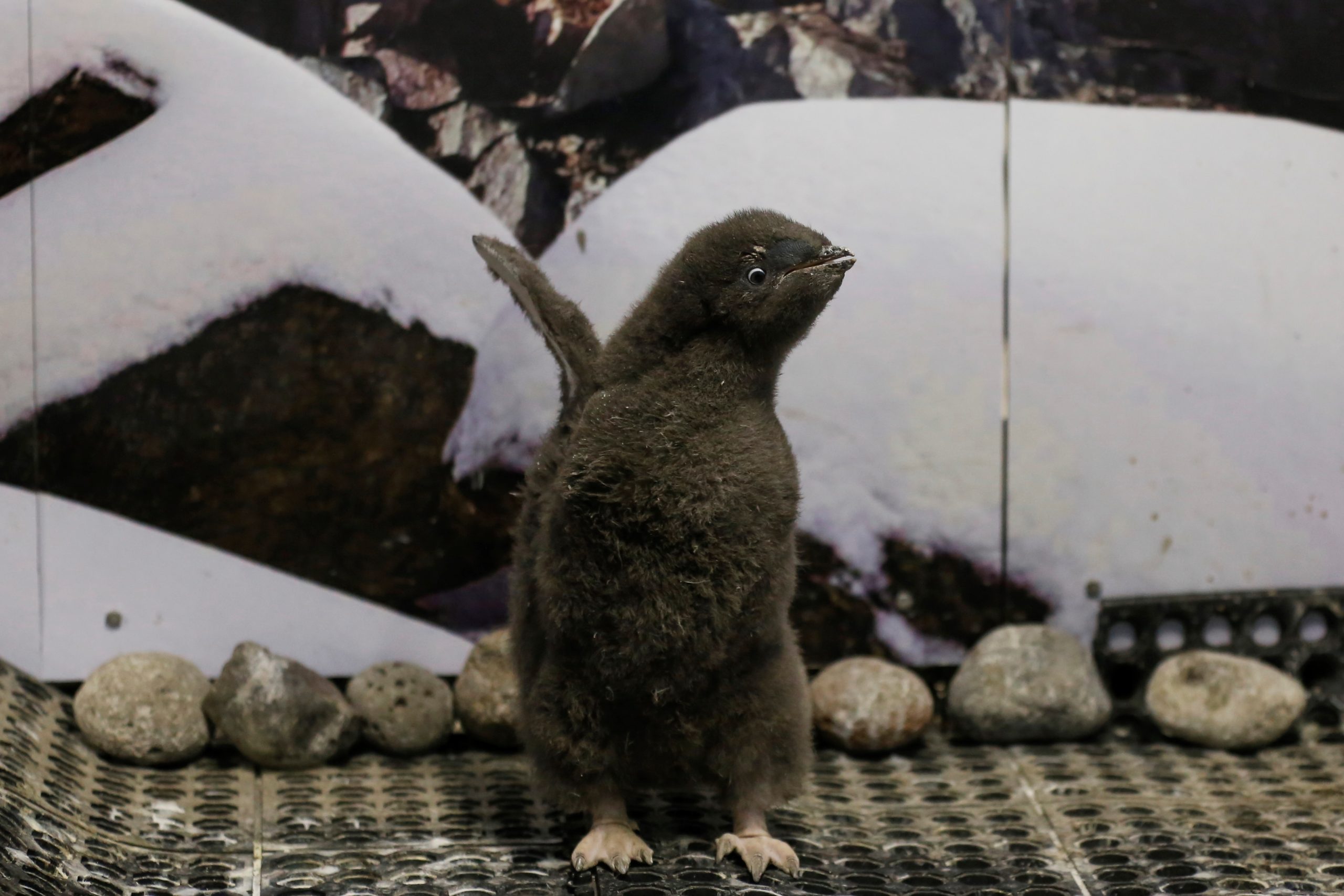Pingüino nace en zoológico de Guadalajara