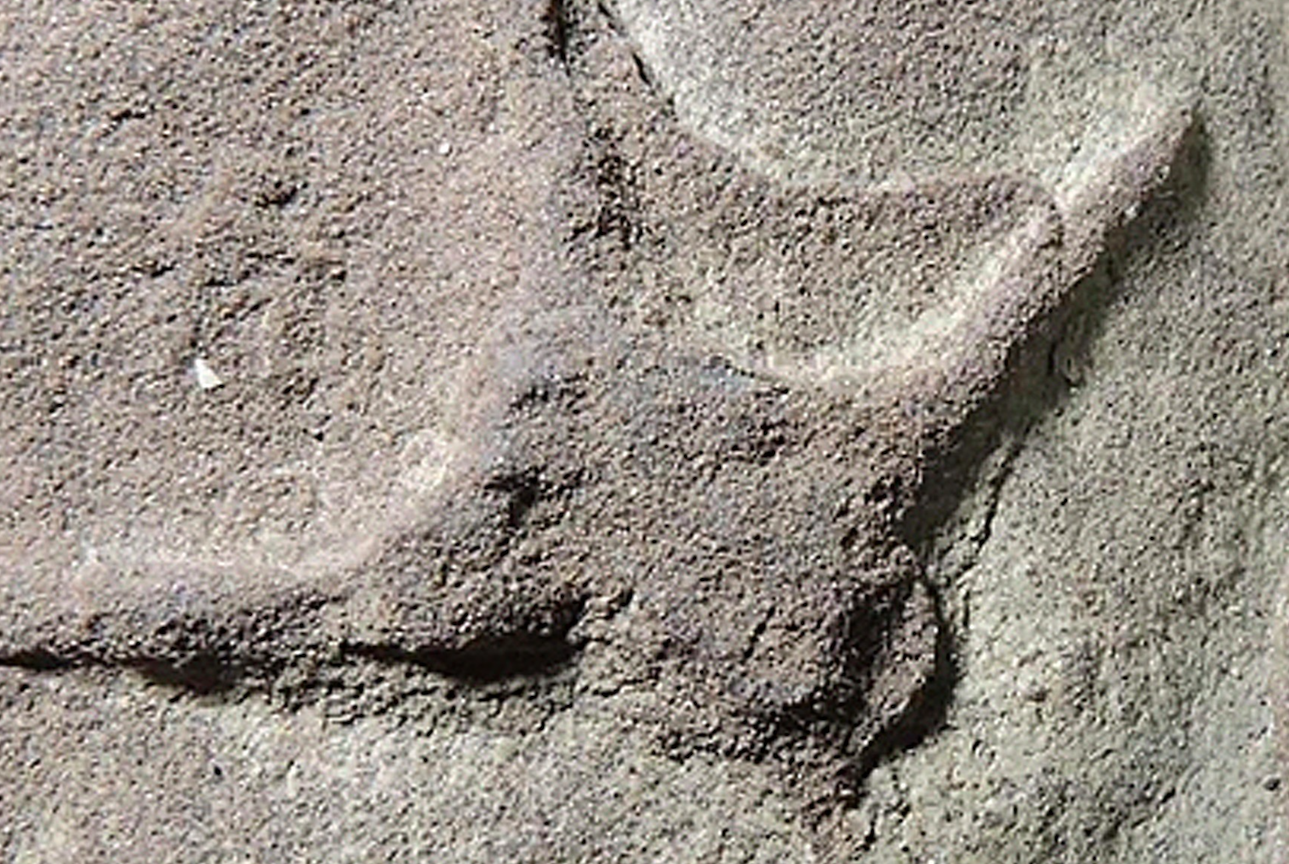 Investigadores descubren pisadas de aves y dinosaurios en Coahuila