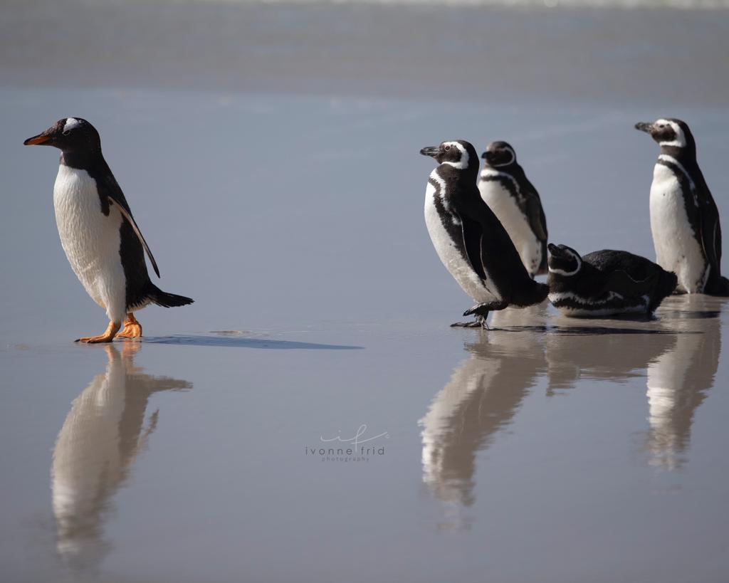 El fin del mundo, por Ivonne Frid - u2