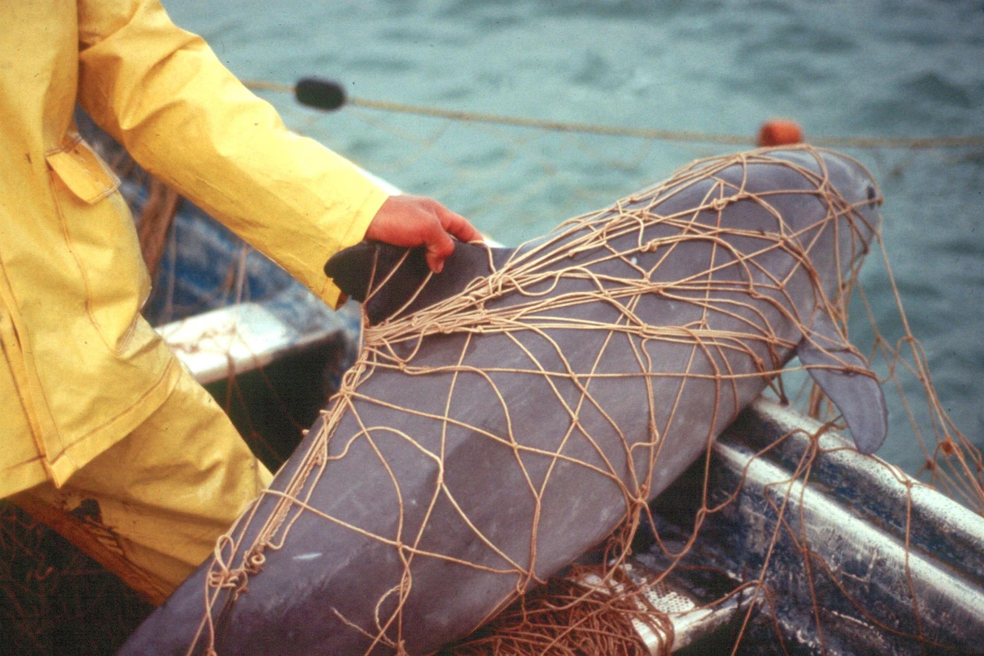 EE.UU. reclama a México escasa protección a la vaquita marina EE.UU. reclama a México escasa protección a la vaquita marina