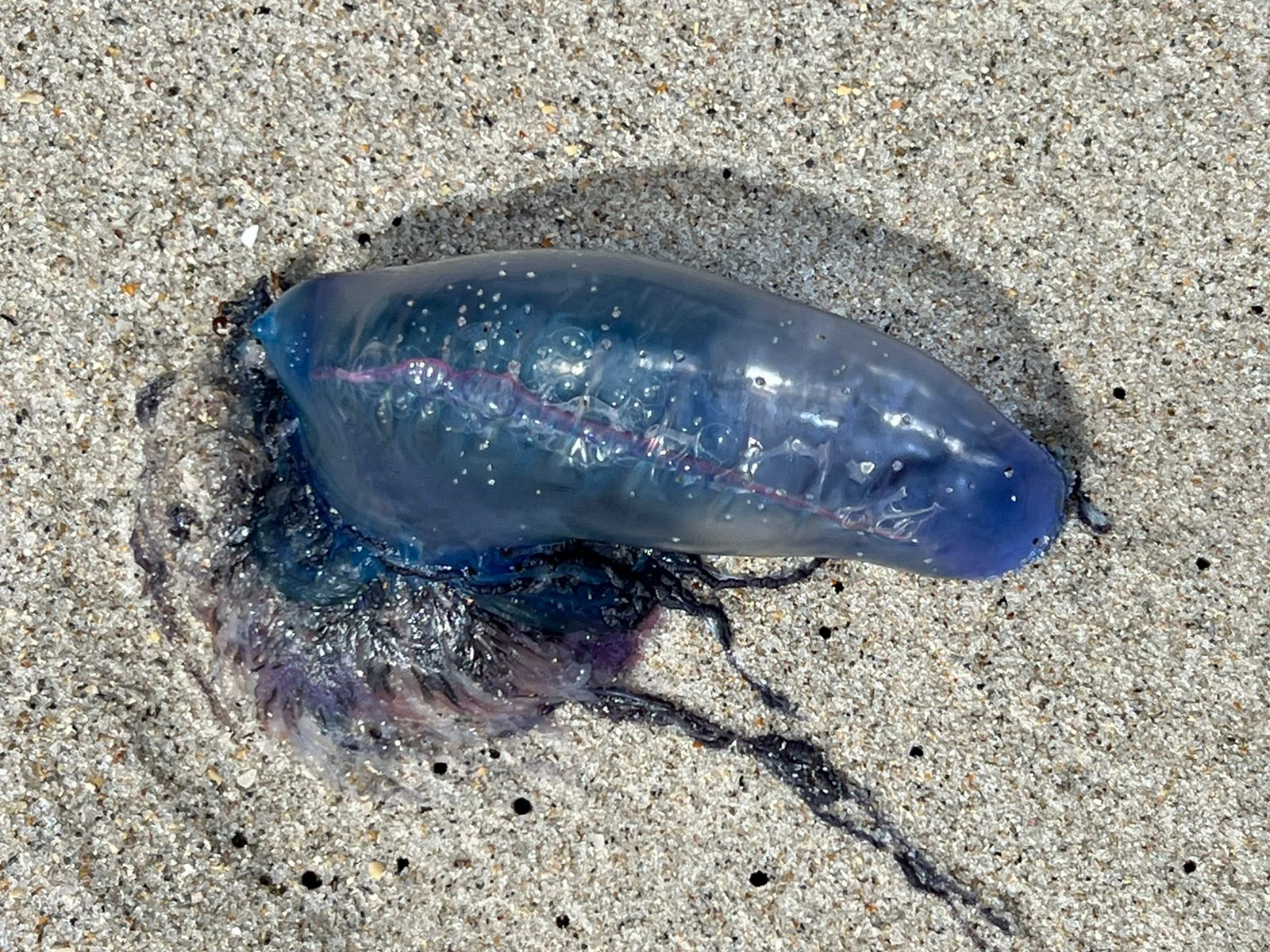 No tiene cerebro, flota libremente por el océano y es sumamente venenoso