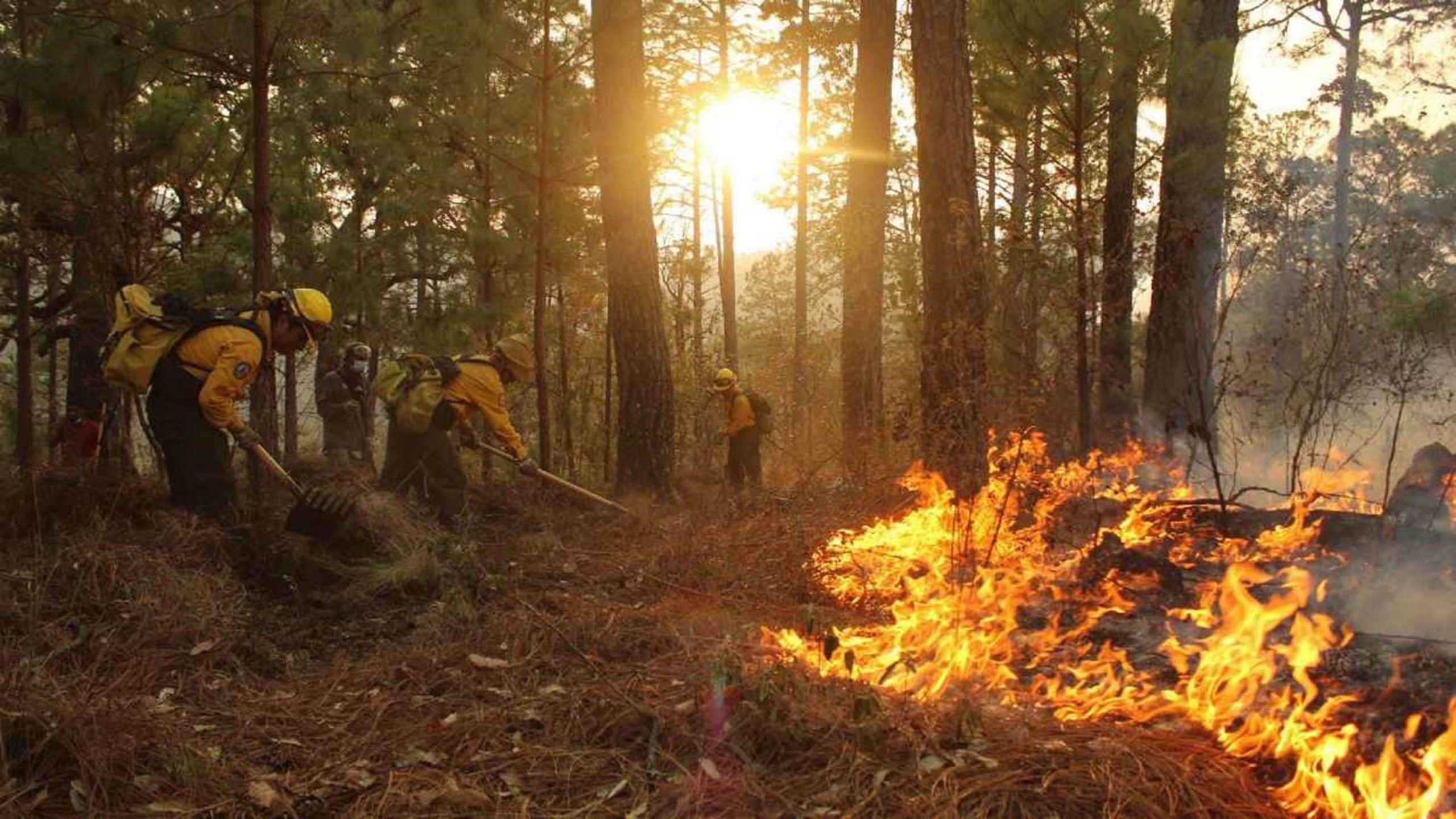 Suman más de mil incendios forestales en lo que va del año
