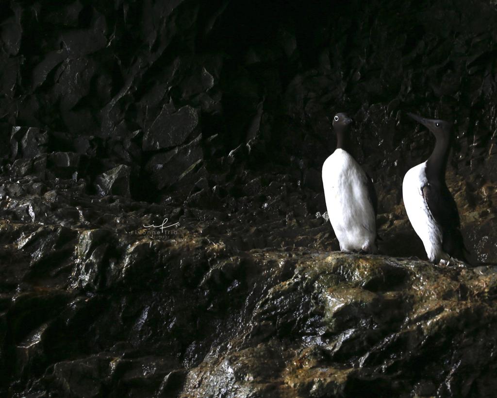 La isla del oso-Bjørnøya, por Ivonne Frid - isla-del-oso-bjornoya