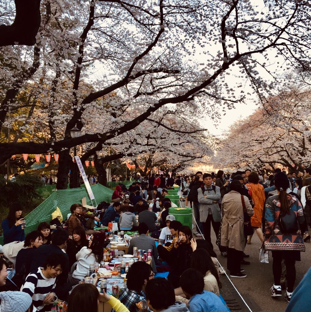 Los fugaces y maravillosos cerezos japoneses - j1