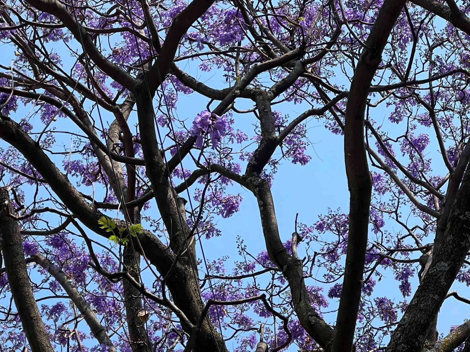 Empiezan a florecer los árboles de jacarandas en la Ciudad de México