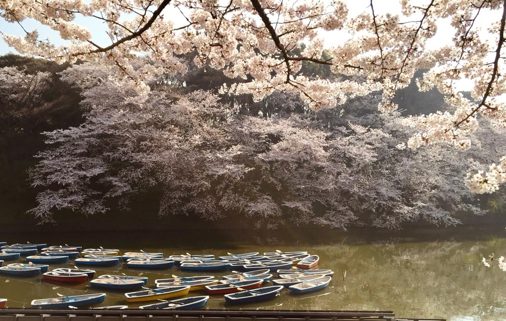 Los fugaces y maravillosos cerezos japoneses - j2