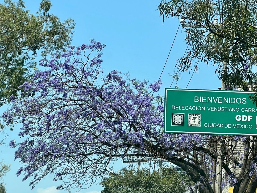 Empiezan a florecer los árboles de jacarandas en la Ciudad de México - j3-1-1024x768