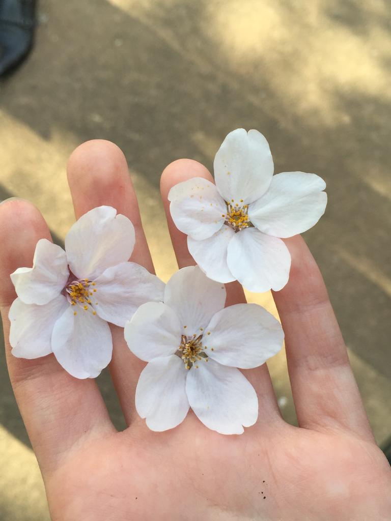 Los fugaces y maravillosos cerezos japoneses - j4