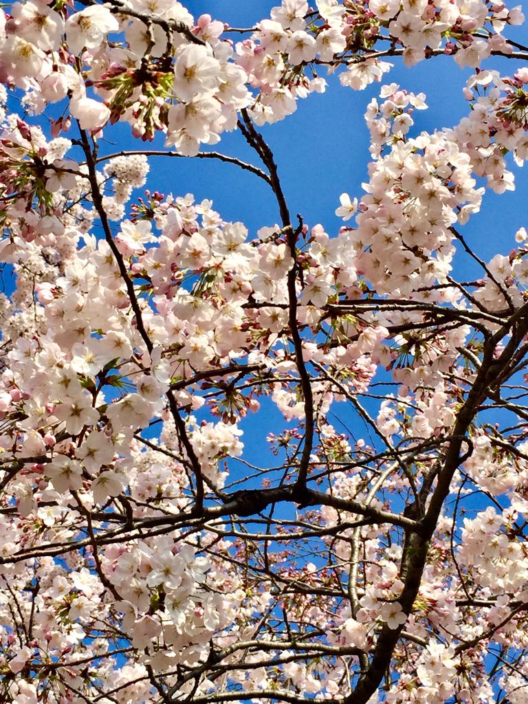 Los fugaces y maravillosos cerezos japoneses