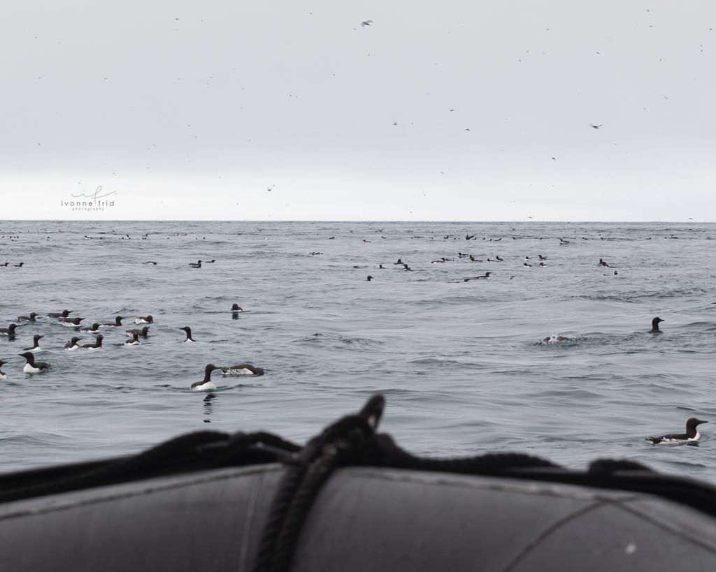 La isla del oso-Bjørnøya, por Ivonne Frid - la-isla-del-oso-bjornoya