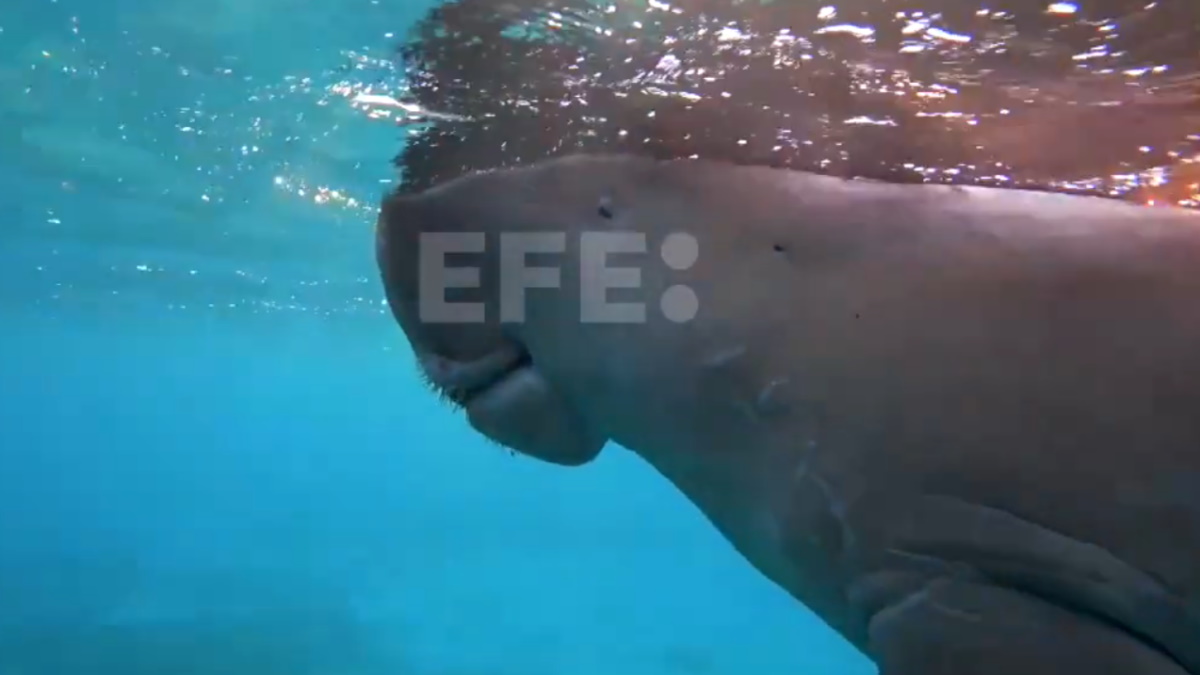 WWF crea en Australia una zona de protección marina de casi el tamaño de Cuba WWF crea en Australia una zona de protección marina de casi el tamaño de Cuba