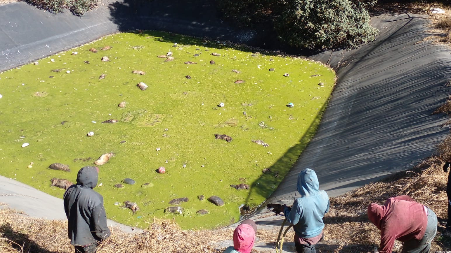 Mueren en Edomex más de 100 perros en laguna de relleno sanitario Mueren en Edomex más de 100 perros en laguna de relleno sanitario