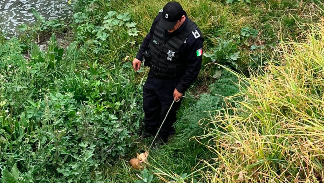 Policías rescatan a perro que cayó a canal de aguas negras en Atizapán