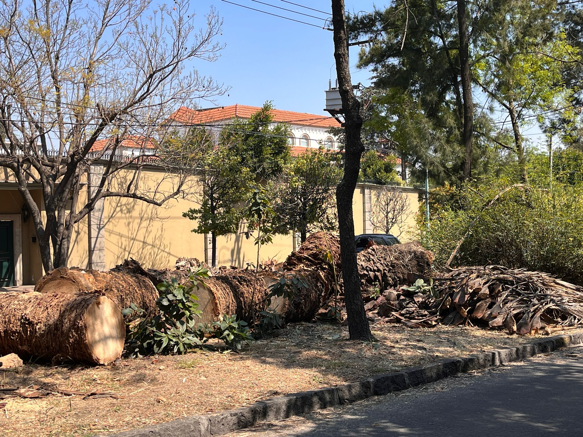 Sustituirán 5 mil árboles y 500 palmeras muertas en la Ciudad de México