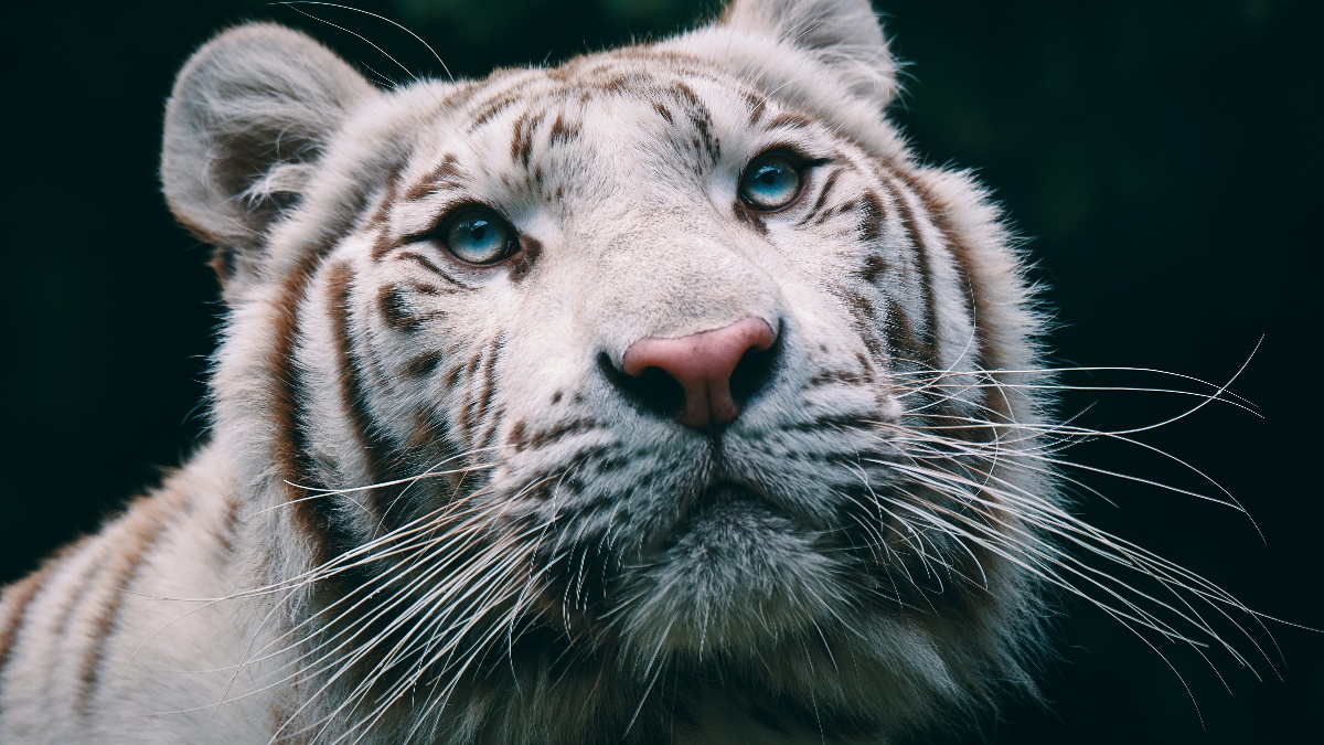 Neutralizan a tigre blanco en Huimilpan, Querétaro