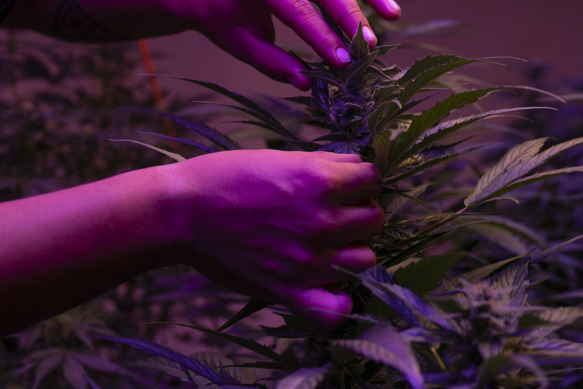 México, estancado en el camino hacia legalización de cannabis México, estancado en el camino hacia legalización de cannabis